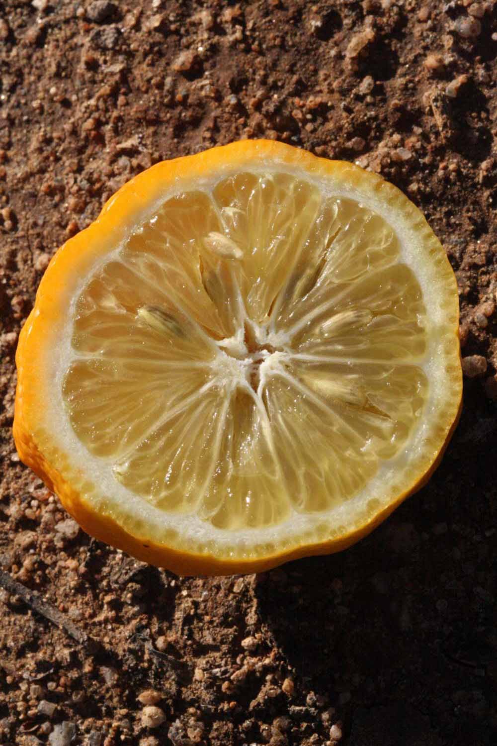            Fruit cross-section (Vangasay 807, Riverside, CA)   